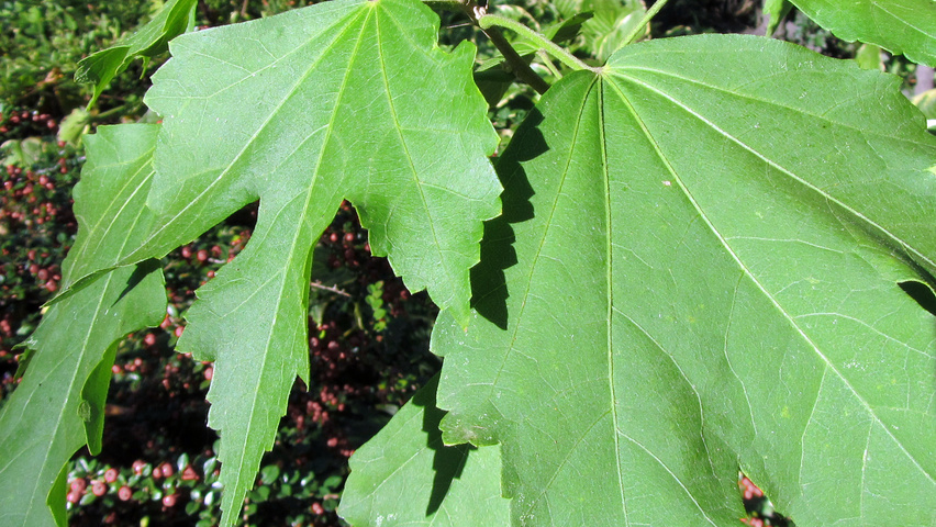 Hibiscus 'Resi' blad
