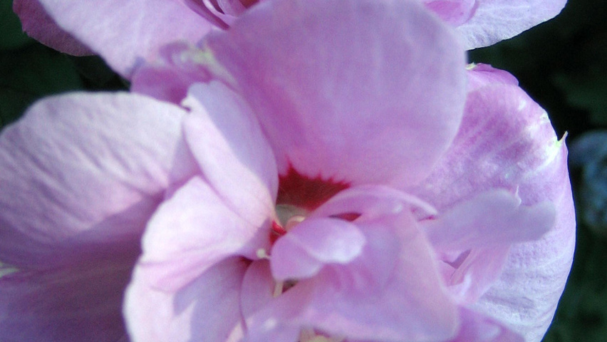 Hibiscus syriacus 'Ardens' Blumen