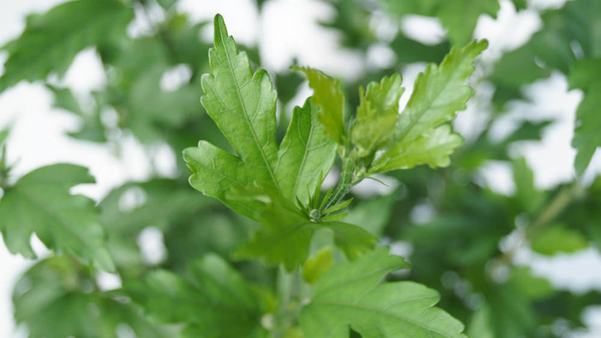 Hibiscus syriacus 'Ardens' Blatt
