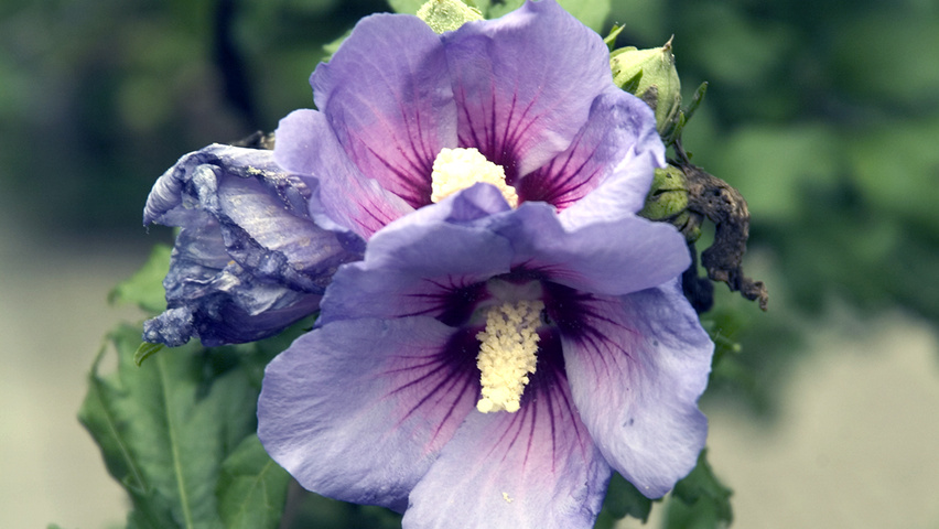 Hibiscus syriacus 'Coelestis' bloem