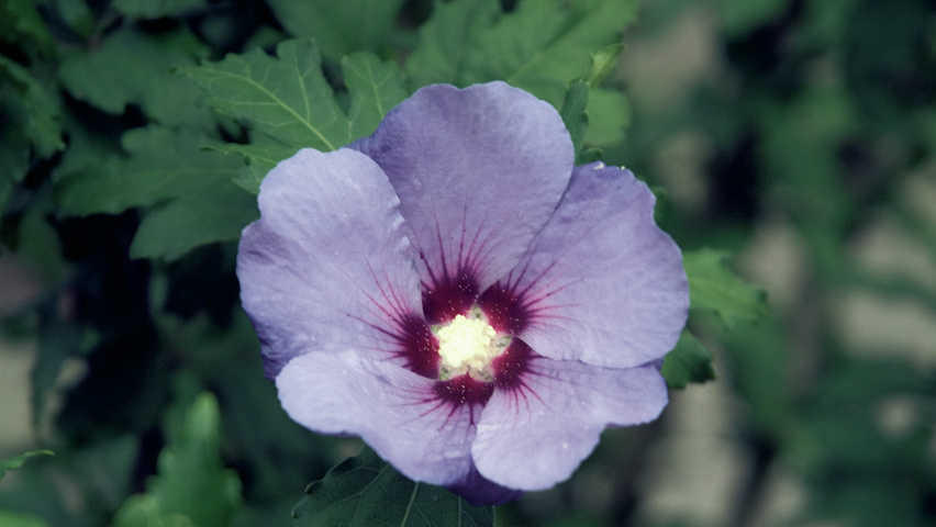 Hibiscus syriacus 'Coelestis' bloem