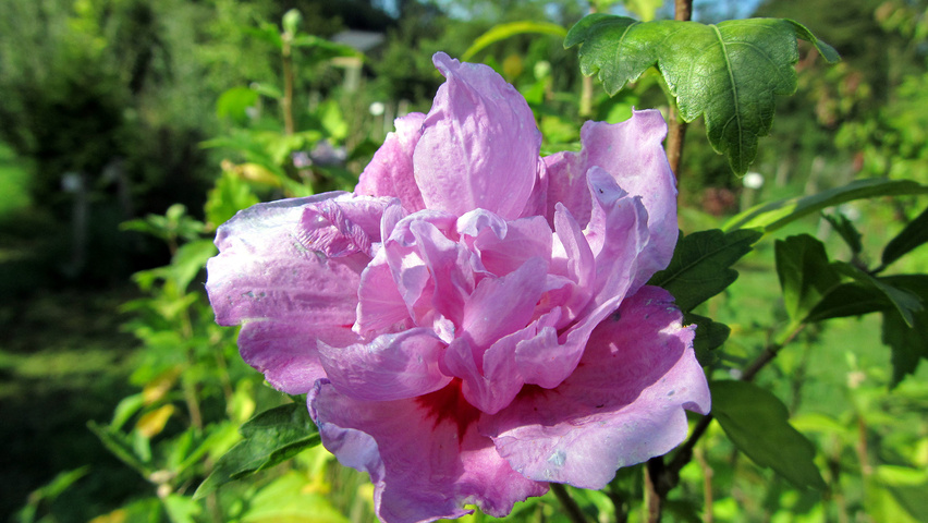 Hibiscus syriacus 'Duc de Brabant' Blumen
