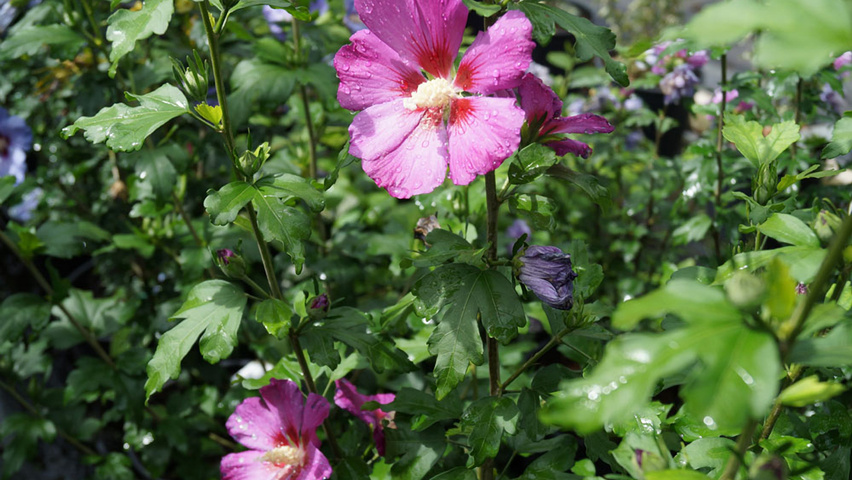 Hibiscus syriacus 'Floru' kwiaty