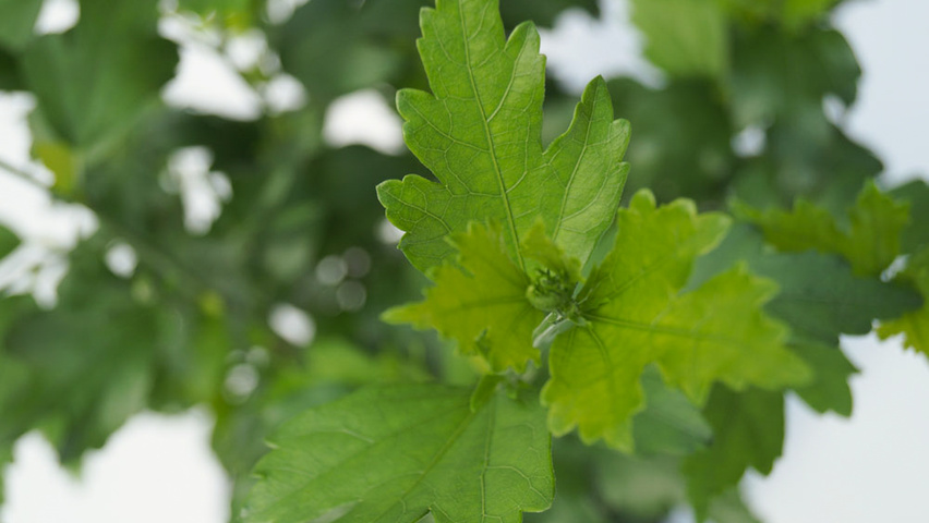 Hibiscus syriacus 'Floru' liście