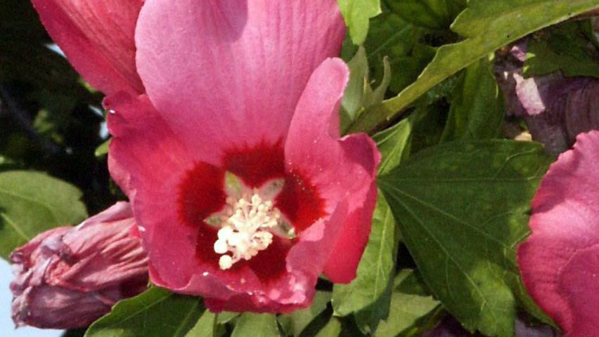 Hibiscus syriacus flowers