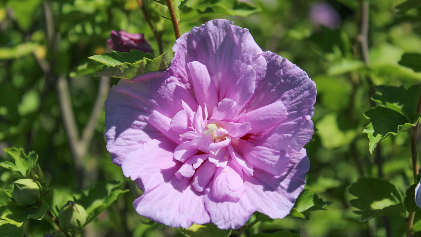 Hibiscus syriacus 'Notwoodone' Blumen