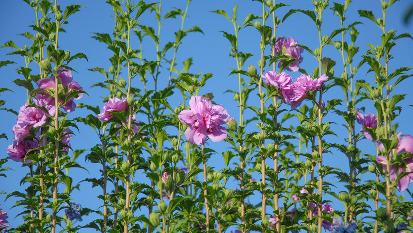 Hibiscus syriacus 'Notwoodone' Blumen