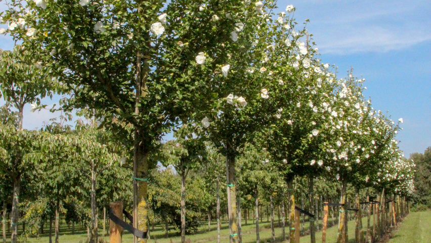 Hibiscus Syriacus Notwoodtwo Treeebb Online Tree Finding Tool Ebben Nurseries