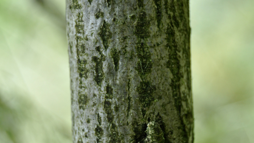 Hibiscus syriacus 'Oiseau Bleu' tronc