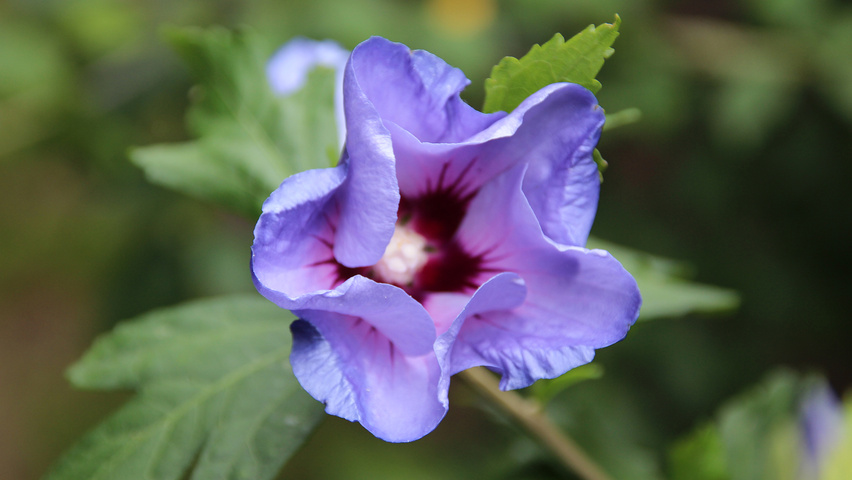 Hibiscus syriacus 'Oiseau Bleu' fleurs