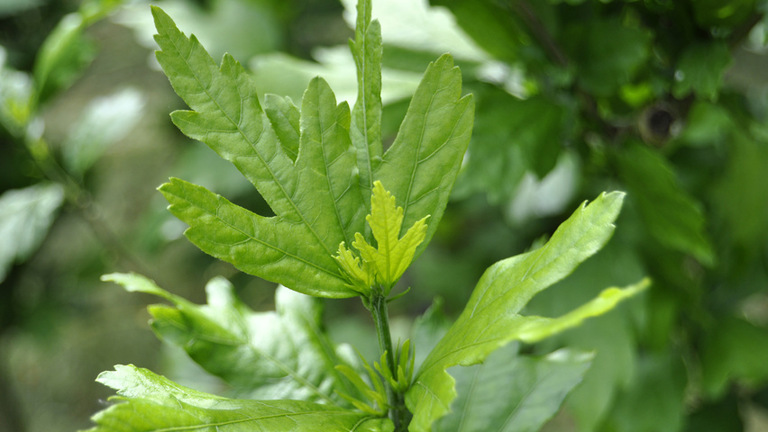 Hibiscus syriacus 'Oiseau Bleu' Feuilles