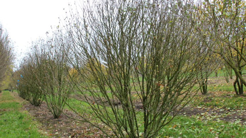 Hibiscus syriacus solitary shrubs