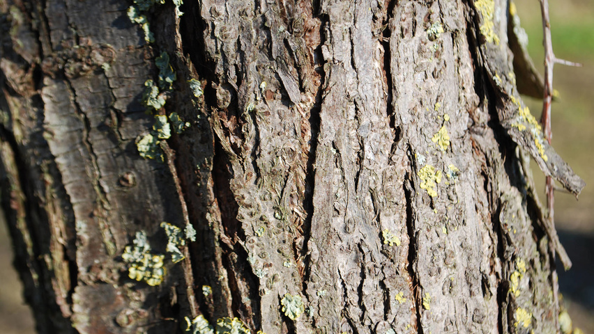 Hippophae rhamnoides bast