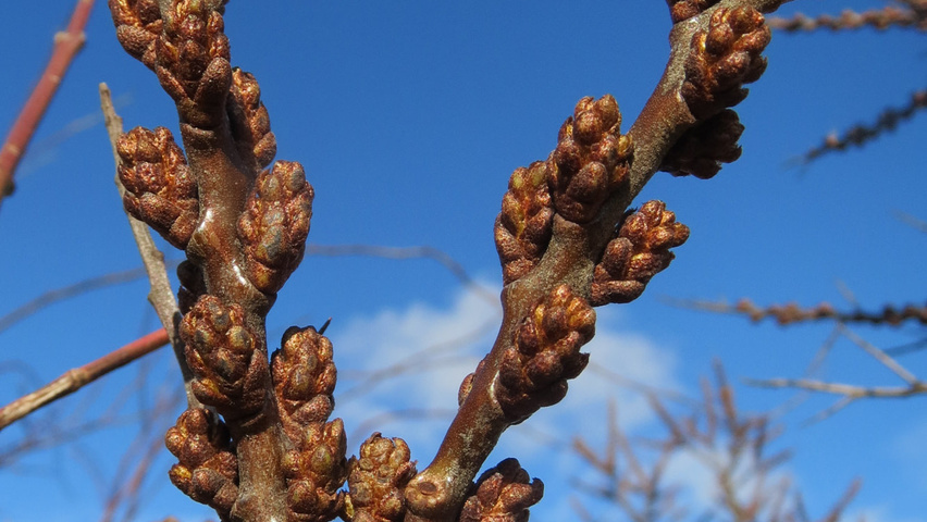 Hippophae rhamnoides bloem
