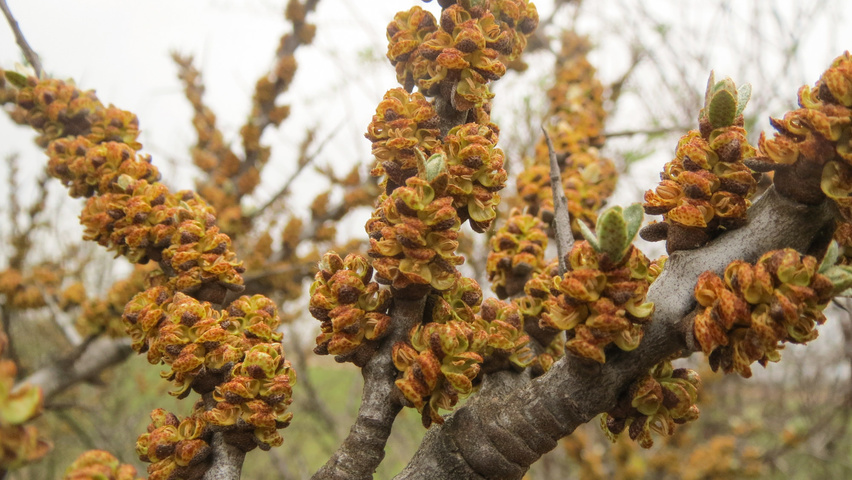 Hippophae rhamnoides bloem