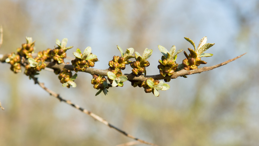 Hippophae rhamnoides bloem