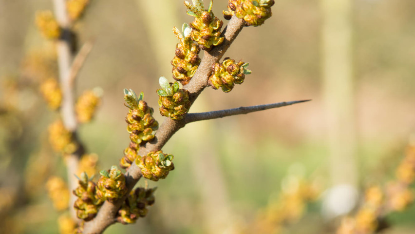 Hippophae rhamnoides bloem