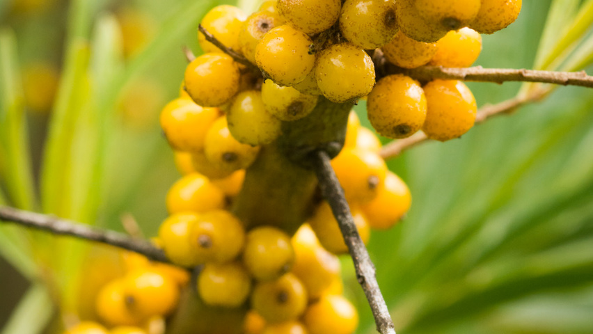 Hippophae rhamnoides vrucht