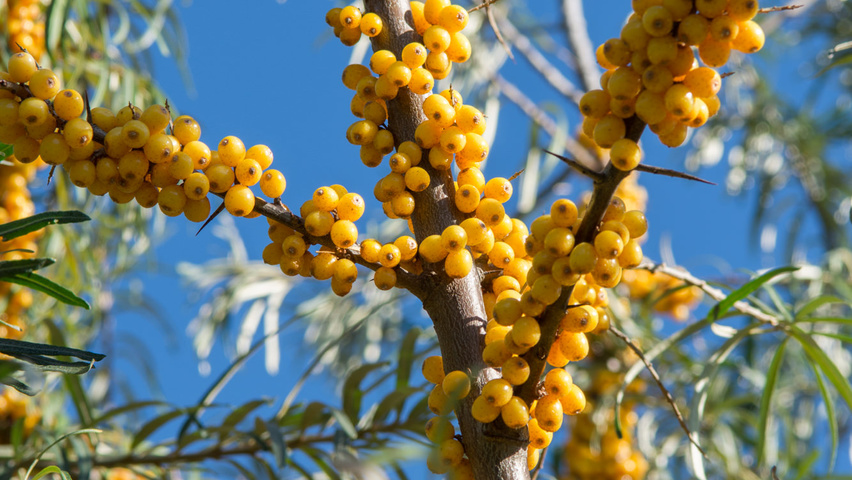 Hippophae rhamnoides vrucht