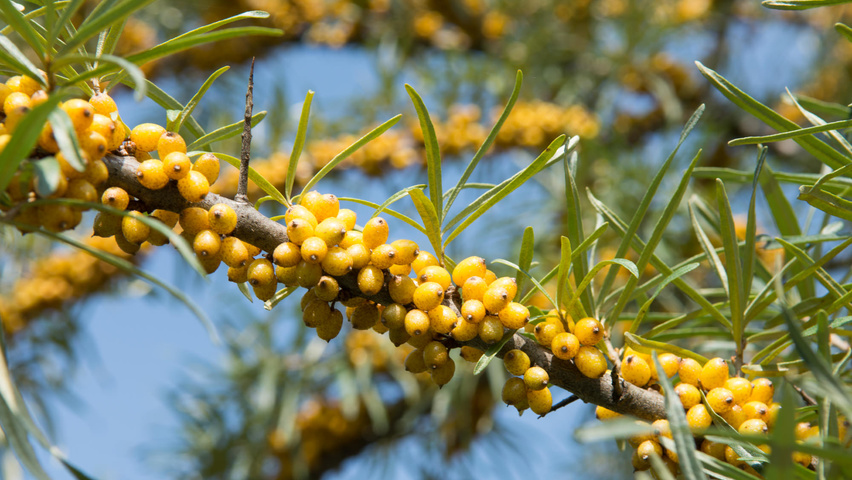 Hippophae rhamnoides vrucht