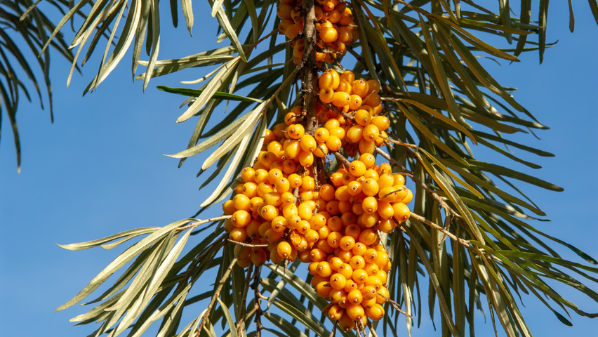 Hippophae rhamnoides vrucht
