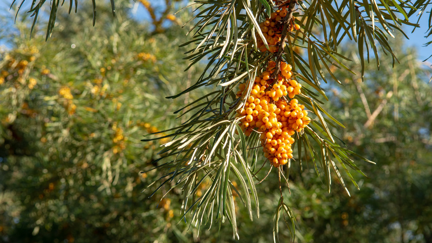 Hippophae rhamnoides vrucht