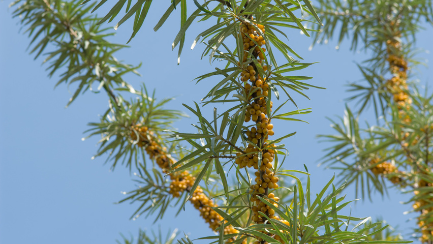 Hippophae rhamnoides vrucht