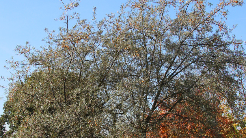 Hippophae rhamnoides halfstam