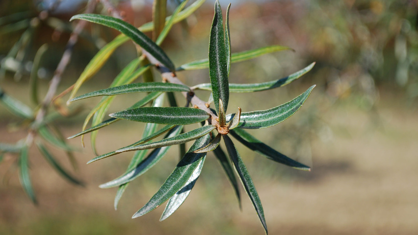 Hippophae rhamnoides blad