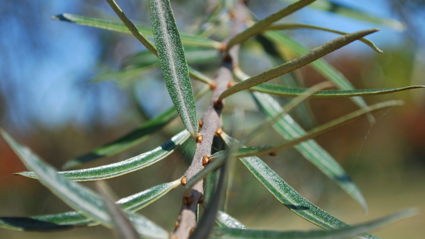 Hippophae rhamnoides blad