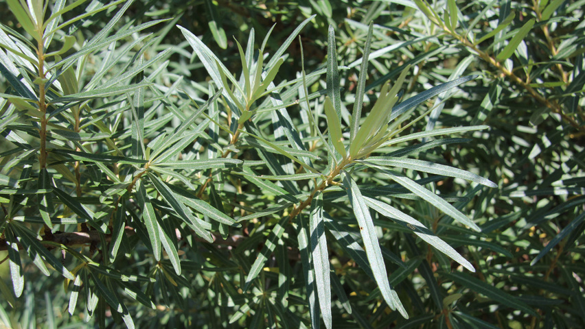Hippophae rhamnoides blad