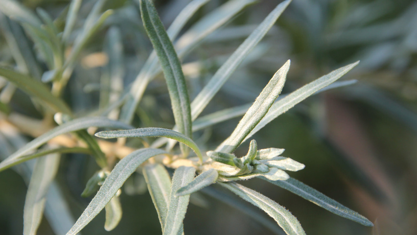Hippophae rhamnoides blad