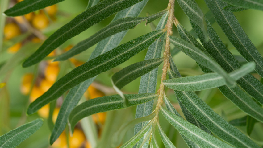 Hippophae rhamnoides blad