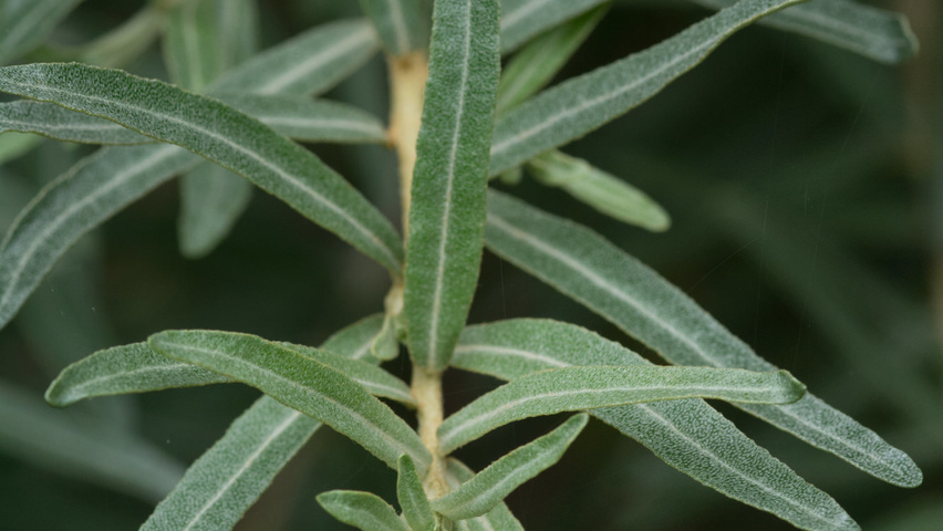 Hippophae rhamnoides blad