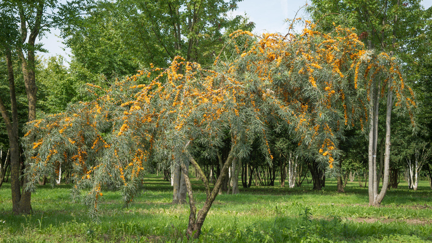 Hippophae rhamnoides meerstammig