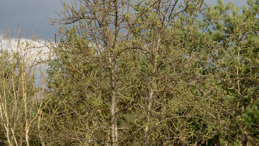 Hippophae rhamnoides meerstammig