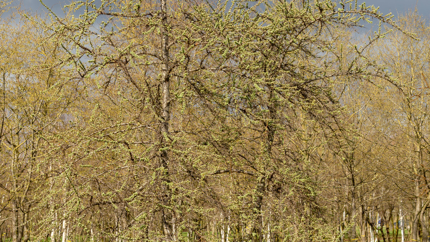 Hippophae rhamnoides meerstammig
