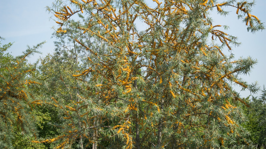 Hippophae rhamnoides meerstammig parasol