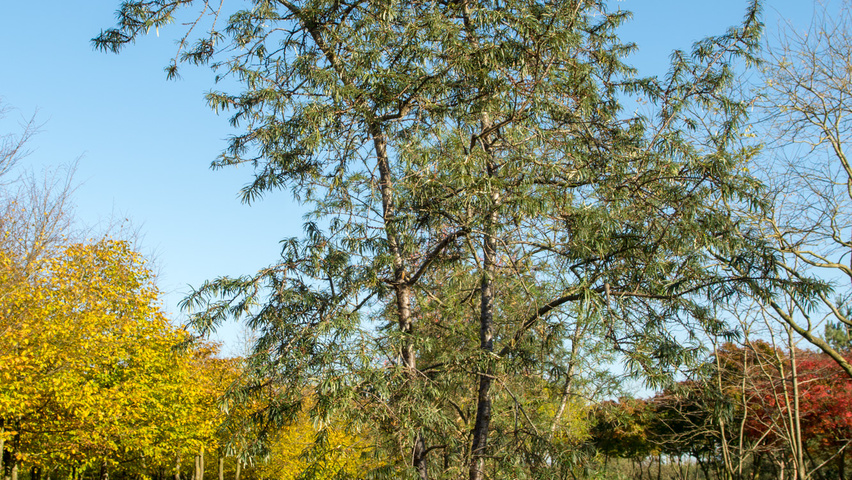 Hippophae rhamnoides meerstammig parasol