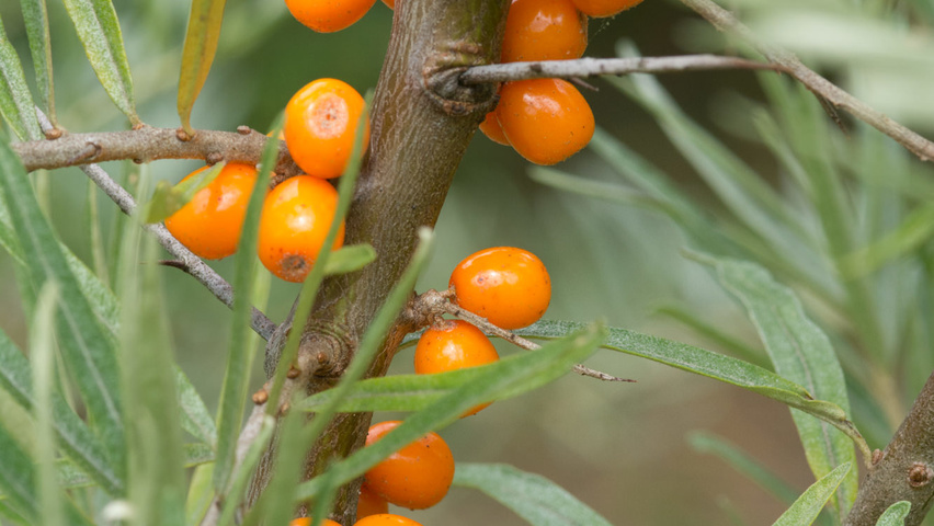 Hippophae rhamnoides twijgen