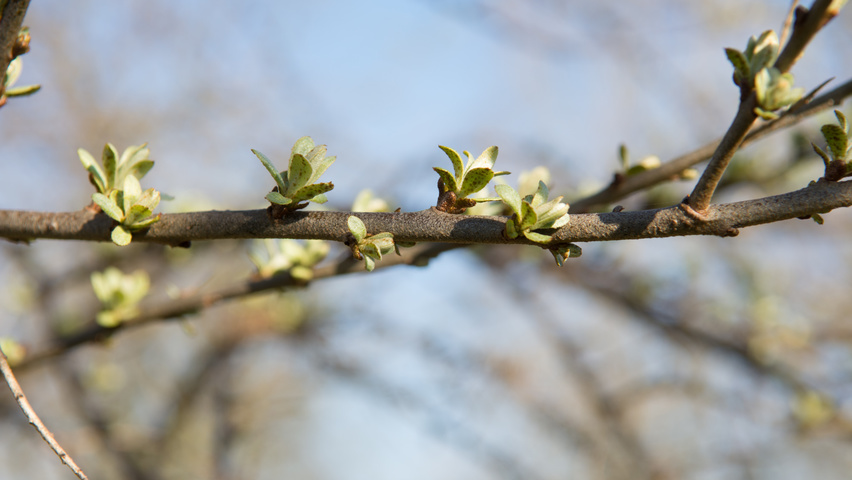 Hippophae rhamnoides twijgen