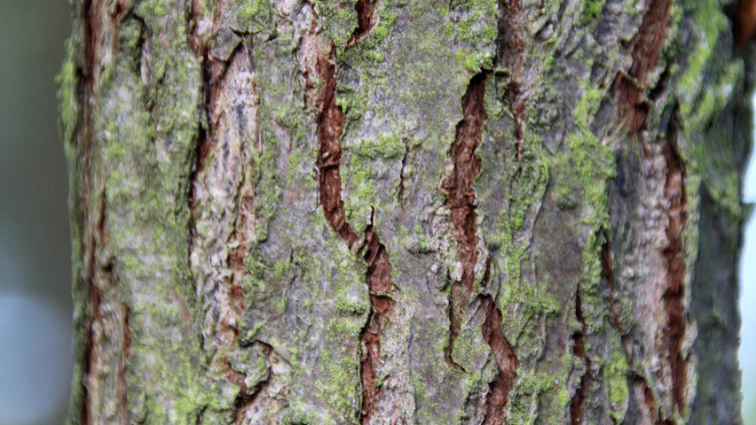 Hippophae salicifolia 'Robert' tronc
