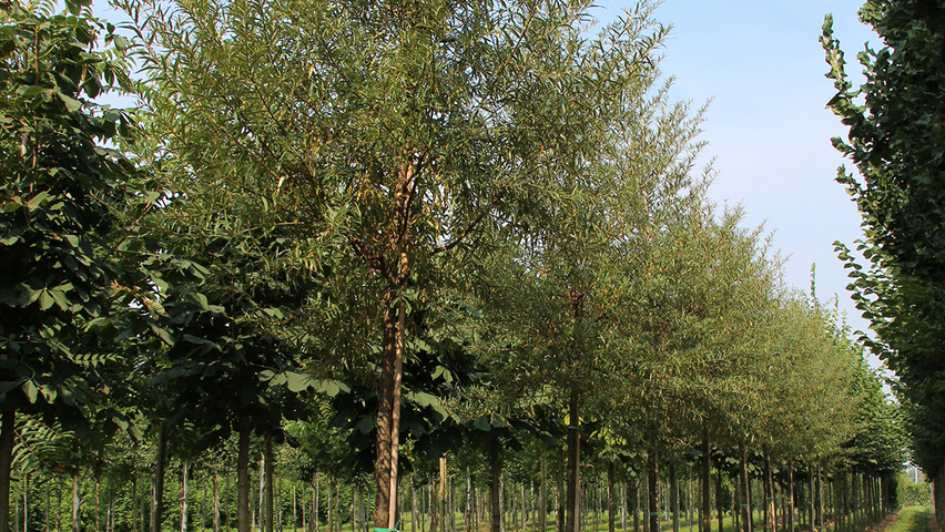Hippophae salicifolia 'Robert' haute tige