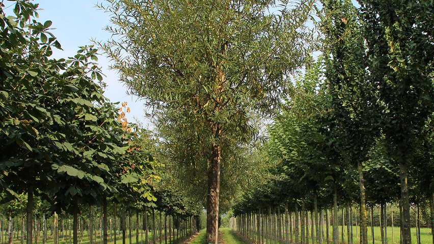 Hippophae salicifolia 'Robert' haute tige