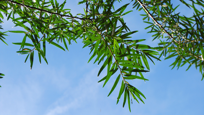 Hippophae salicifolia 'Robert' Feuilles
