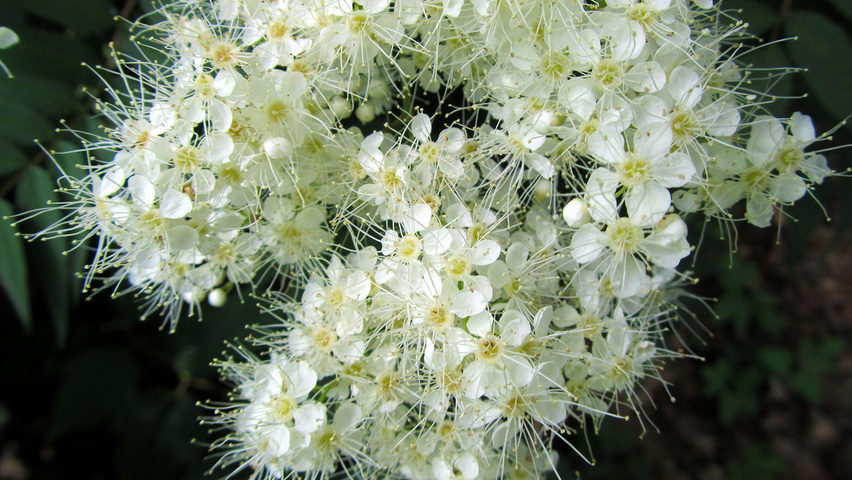 Holodiscus discolor цветки