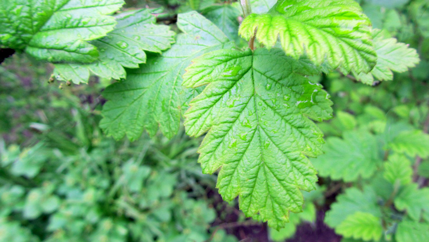 Holodiscus discolor листья