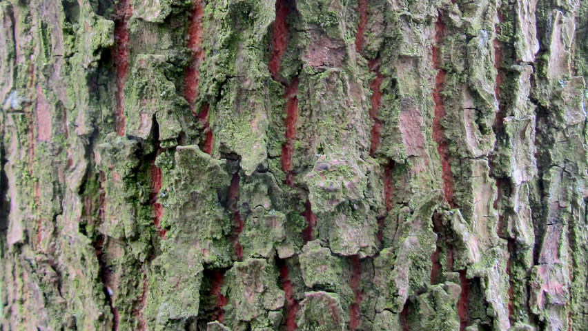 Hovenia dulcis кора