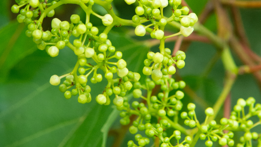 Hovenia dulcis цветки