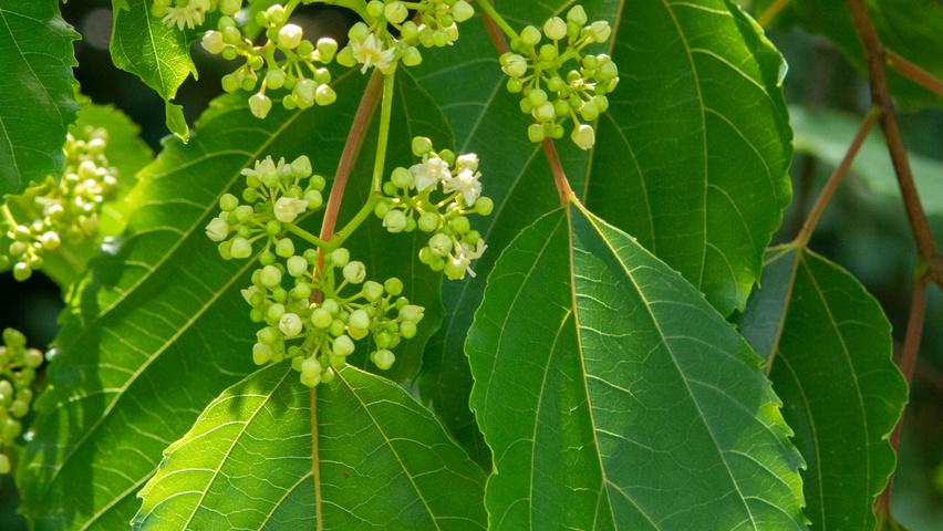 Hovenia dulcis цветки